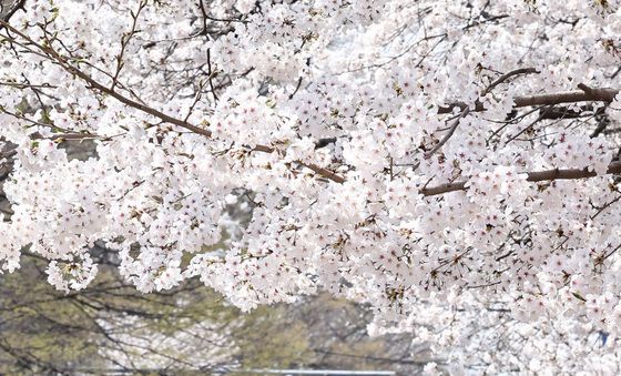 벚꽃 아래에서 추억 남기는 시민들