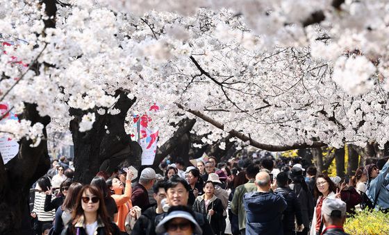'벚꽃터널 따라'