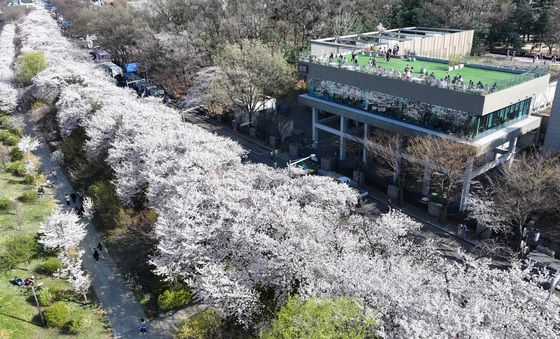 벚꽃 즐기는 시민들