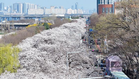 따뜻한 날씨에 만개한 벚꽃
