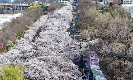 벚꽃 가득한 여의도
