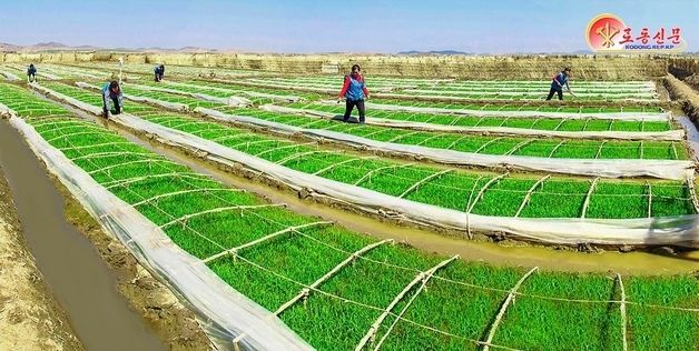 北, 안악군 엄곳농장 조명…"영농작업 총력"