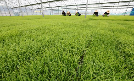 쑥쑥 자라나는 볏모