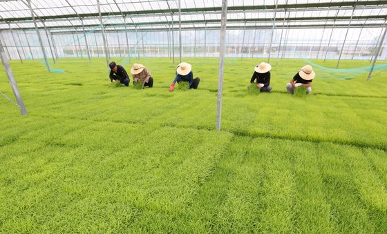 쑥쑥 자라나는 볏모