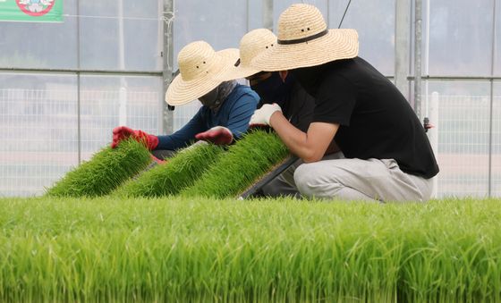 농사 준비로 분주한 육묘장