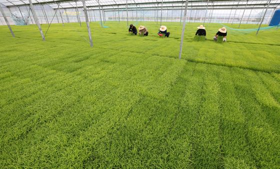 농사 준비로 분주한 육묘장