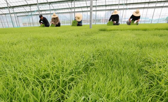 쑥쑥 자라나는 볏모