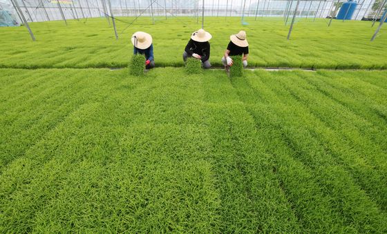 모판 살펴보는 관계자들