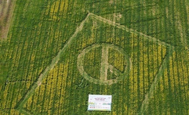 전국 최대 기표모양 유채꽃밭