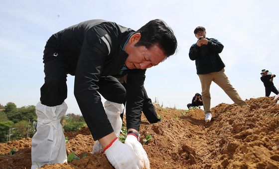 욕지도 고구마 재배 민생현장 체험하는 정청래