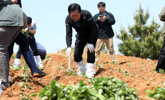 고구마 재배 민생현장 체험하는 정청래