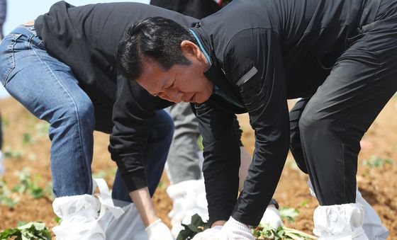 욕지도서 고구마 순 심는 정청래 대표