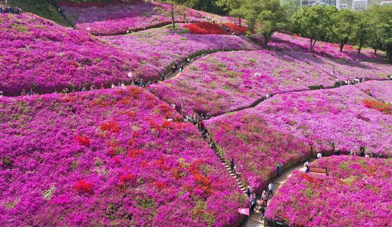철쭉 구경하러 군포로 오세요
