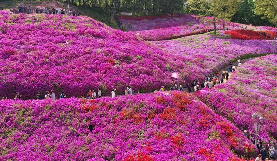분홍빛으로 물든 언덕
