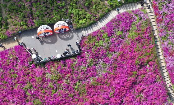 만개한 군포철쭉동산