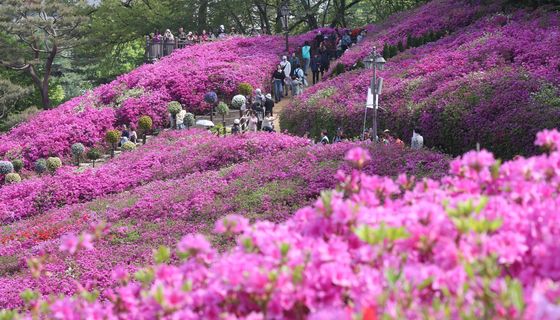 시선 사로잡는 철쭉
