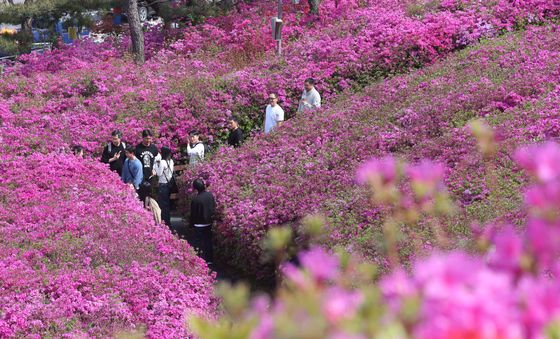 시선 사로잡는 철쭉