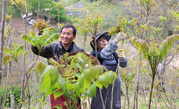 봄나물의 으뜸 옻순 수확