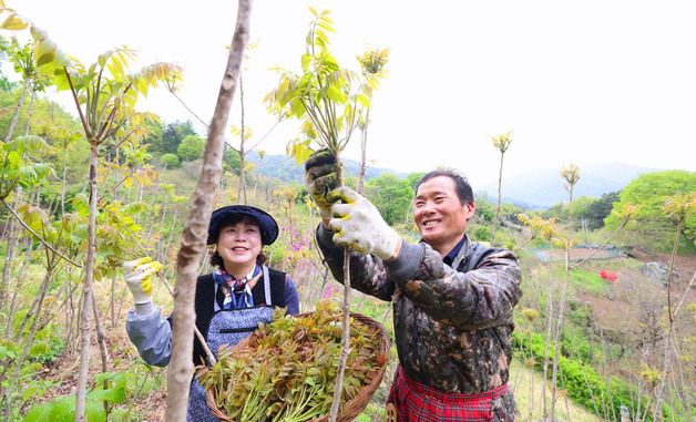 '함양 참옻순 수확해요'