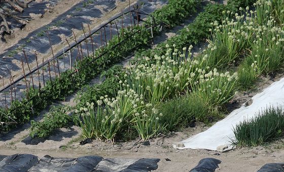 봄농사 준비하는 농민