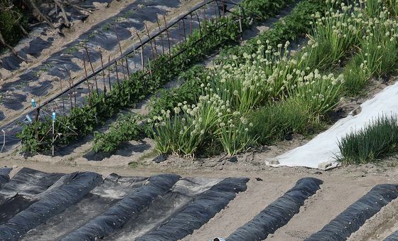 '올해 농사는 어찌 되려나'