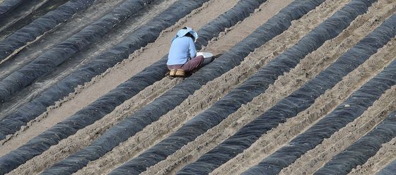비닐값이 금값인데…