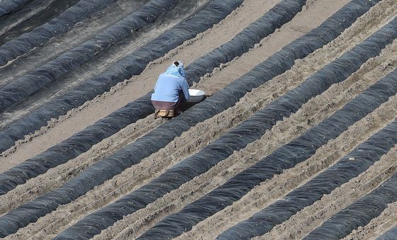 비닐값이 금값인데…