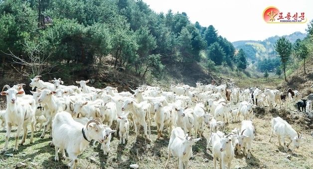 北 삭주군, 유제품 생산 기반 강화 박차