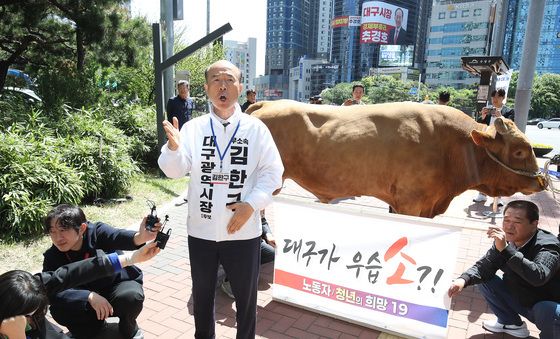 대구 도심에 싸움소와 함께 등장한 무소속 후보