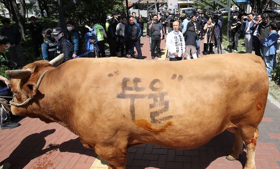 지방선거 무소속 후보 출정식 '싸움소' 등장