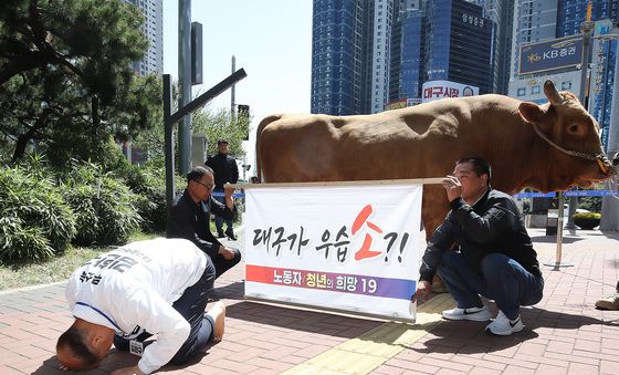 싸움소 데리고 나타나 큰절하는 무소속 후보