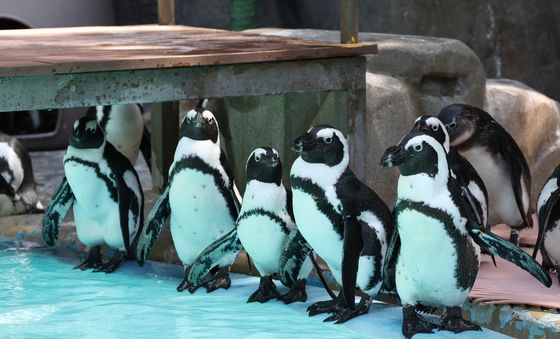 특식 기다리는 펭귄들