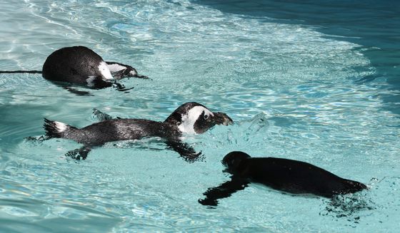 매년 4월 25일은 세계 펭귄의 날