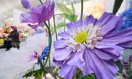 실내에서도 활짝 핀 자이언트꽃