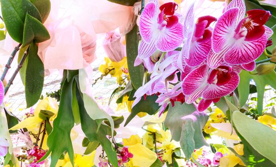 '꽃, 시간을 물들이다'···고양세계꽃박람회 개최