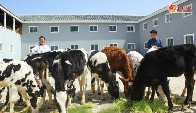 北, 혜산젖소목장 우량 젖소 확대…젖 생산 증가 강조