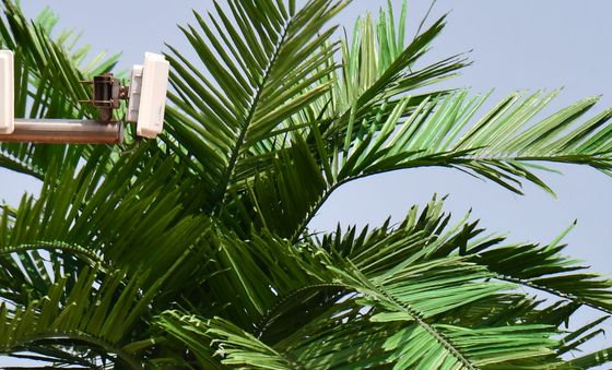 진짜 같은 가짜 야자열매