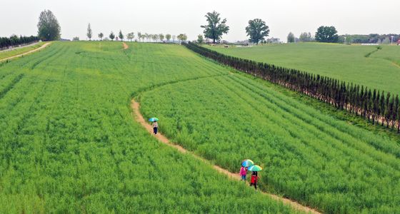 푸른 호밀밭 사이에서