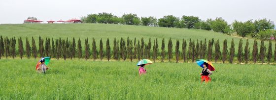 호밀밭에서 추억 남기는 시민들