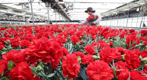 활짝 핀 카네이션