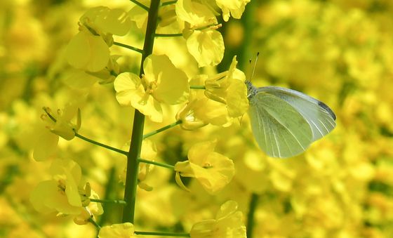 유채꿀 따는 나비