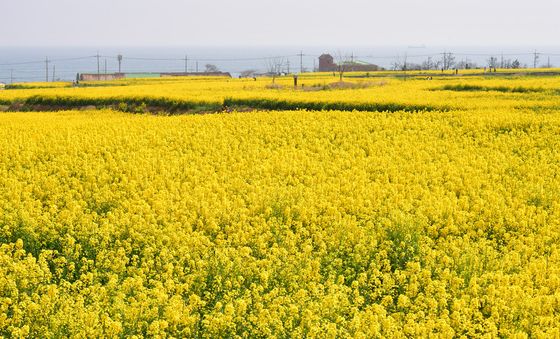 노랑 유채꽃 속으로