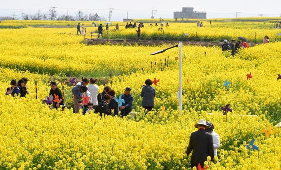 노랑 물결 호미곶 유채밭