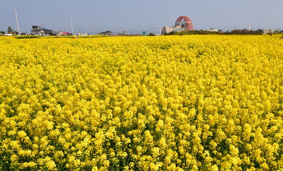노랑색으로 변한 호미곶
