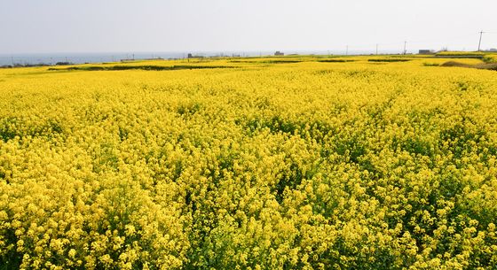 유채꽃이 만든 노랑 물결