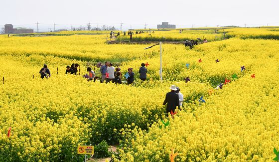 노랑 유채 물결 속으로