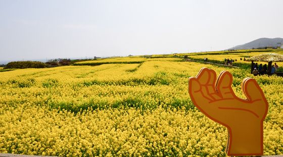 호미곶 유채밭 구경 오세요