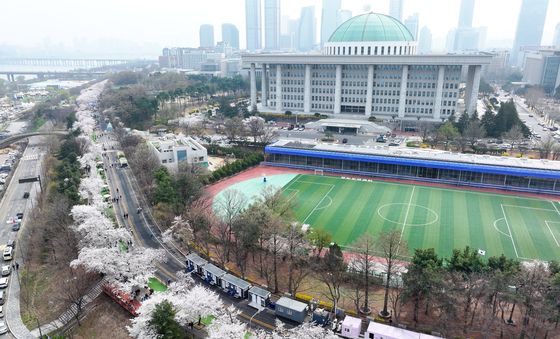 국회 앞 만개한 벚꽃