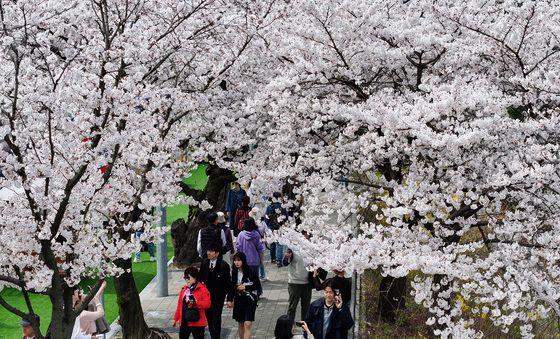 벚꽃길 거니는 시민들