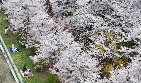 봄 즐기는 시민들